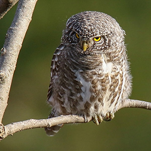 Collared Owlet